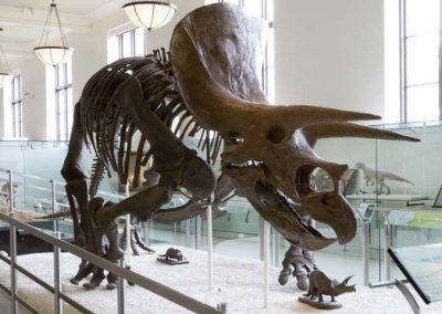 dino muse histoire naturelle
