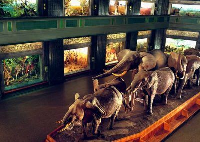 mammifere muse histoire naturelle ny