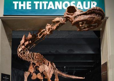 tyrannosaure muse histoire naturelle